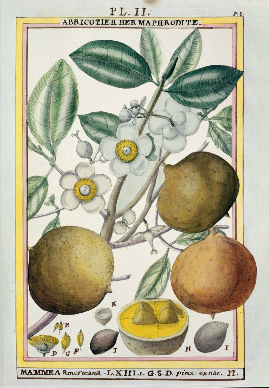 Árbol de albaricoque hermafrodita, de 