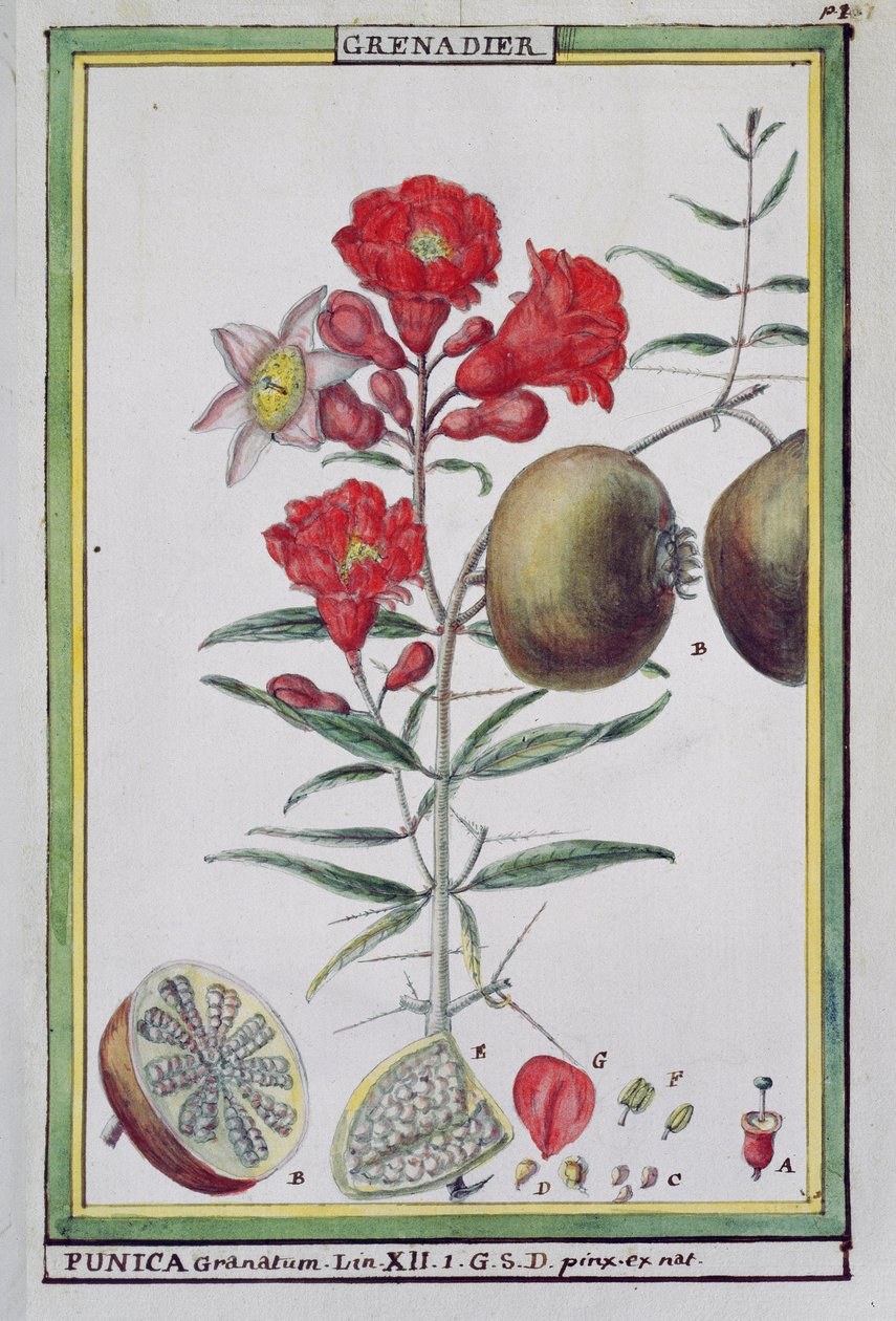 Árbol de granada, de Florindie ou Historie physico-economique des vegetaux de la Torride, 1789 de Delahaye