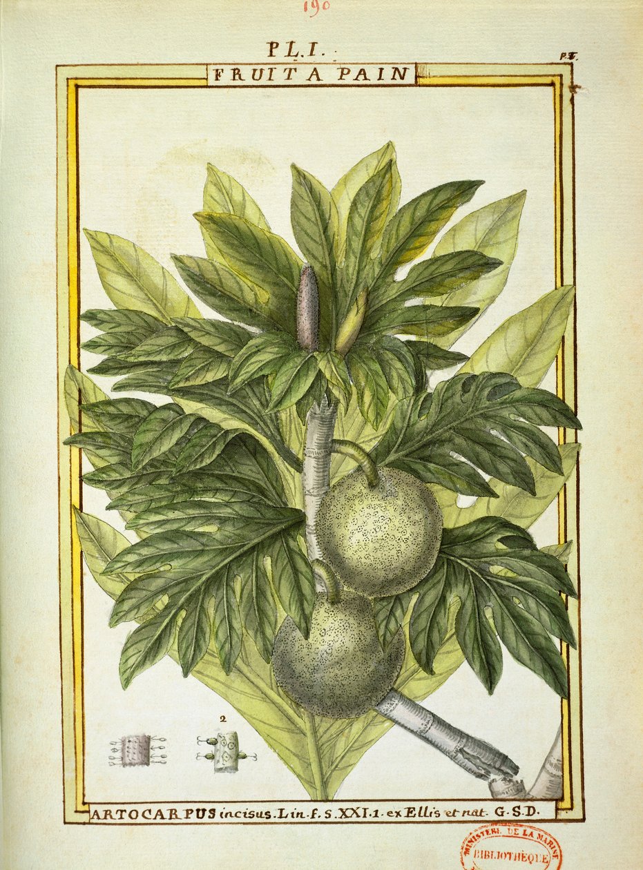 Fruta del pan (Artocarpus altilis) de Delahaye Delahaye
