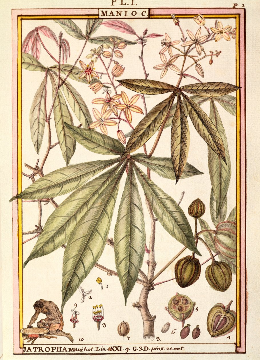 Yuca (Jatropha manihot), por Delahaye, acuarela de Delahaye Delahaye