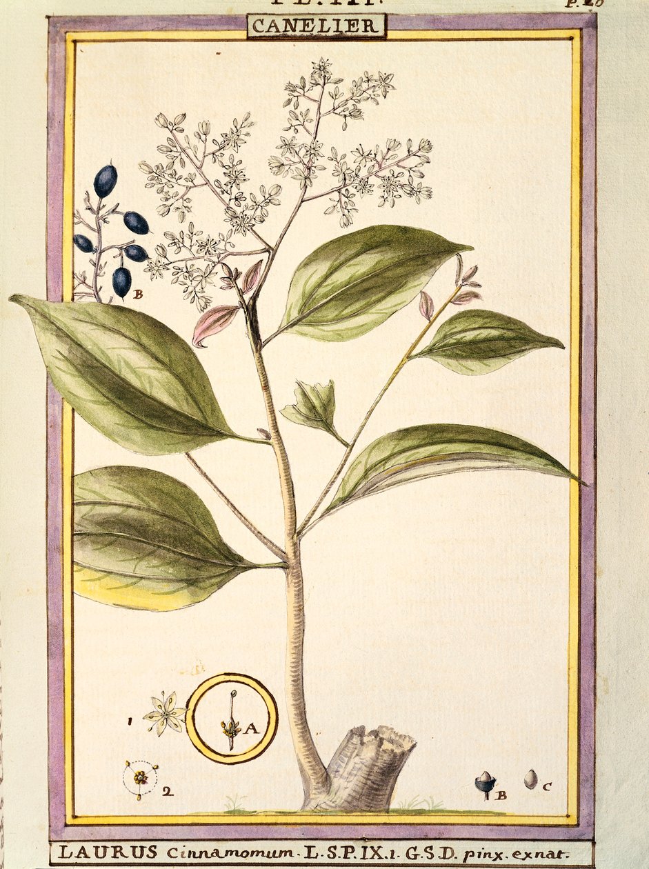 Canela (Laurus cinnamomum) de Delahaye Delahaye