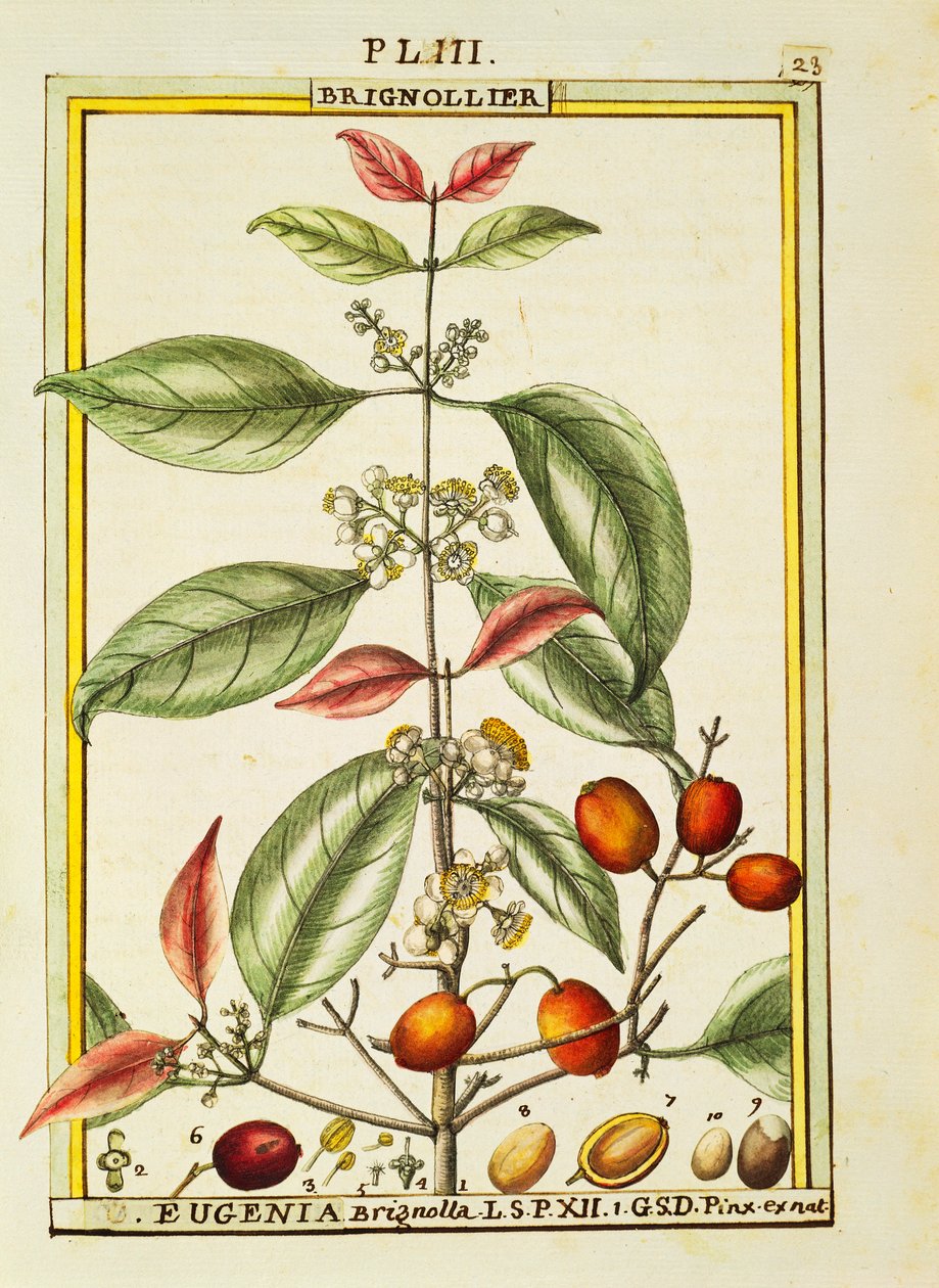 Eugenia Brignolla, acuarela por Delahaye de Delahaye Delahaye