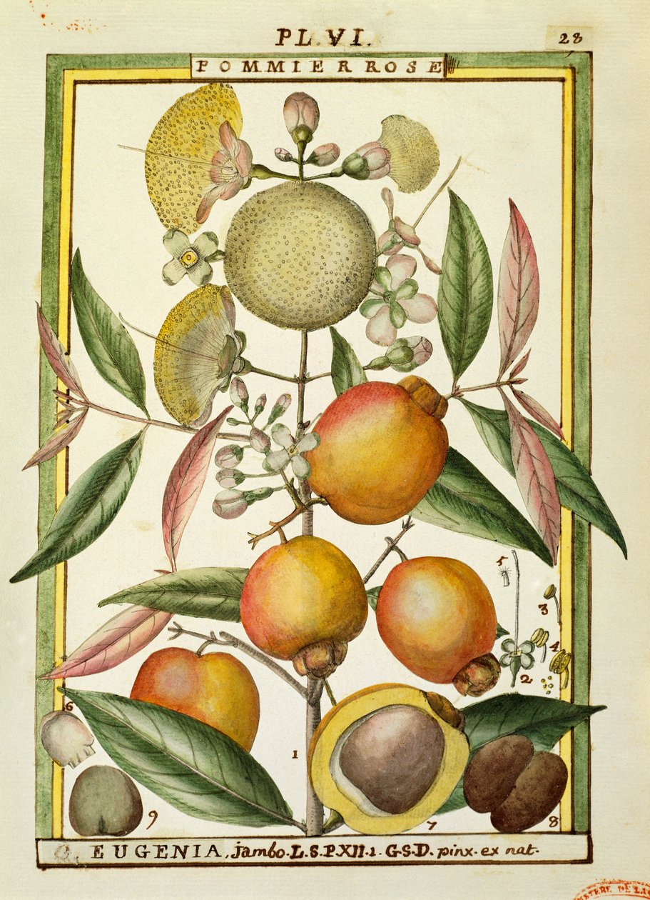 Ciruela de Malabar o manzana rosa (Eugenia Jambos o Syzygium Jambos) de Delahaye Delahaye