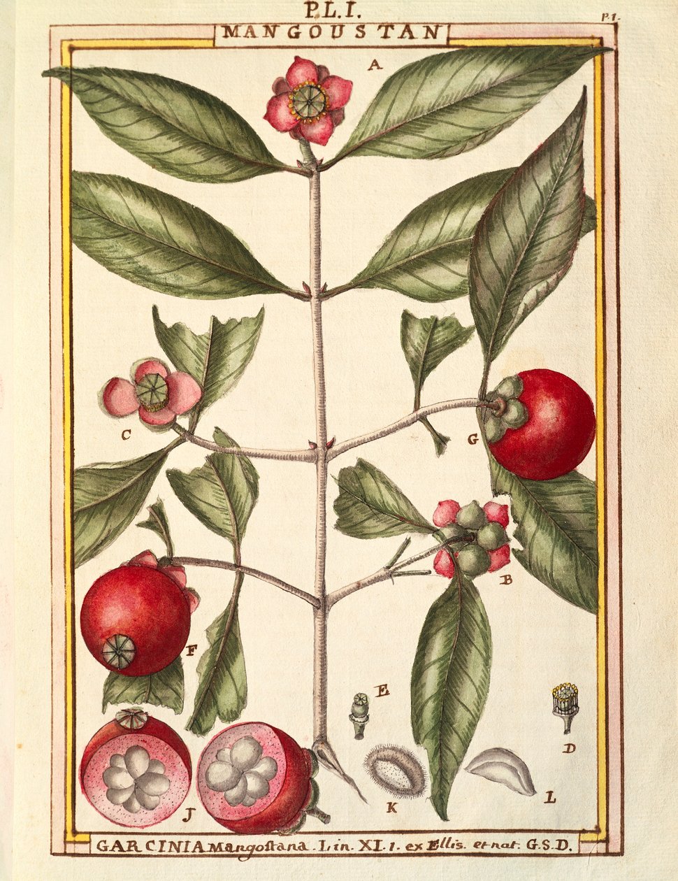 Mangostán (Garcinia mangostana) de Delahaye Delahaye