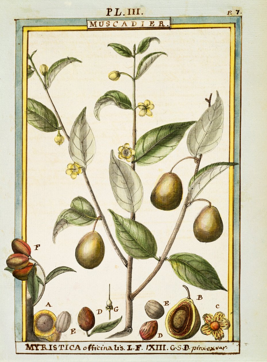 Nuez moscada (Myristica fragrans u officinalis) de Delahaye Delahaye