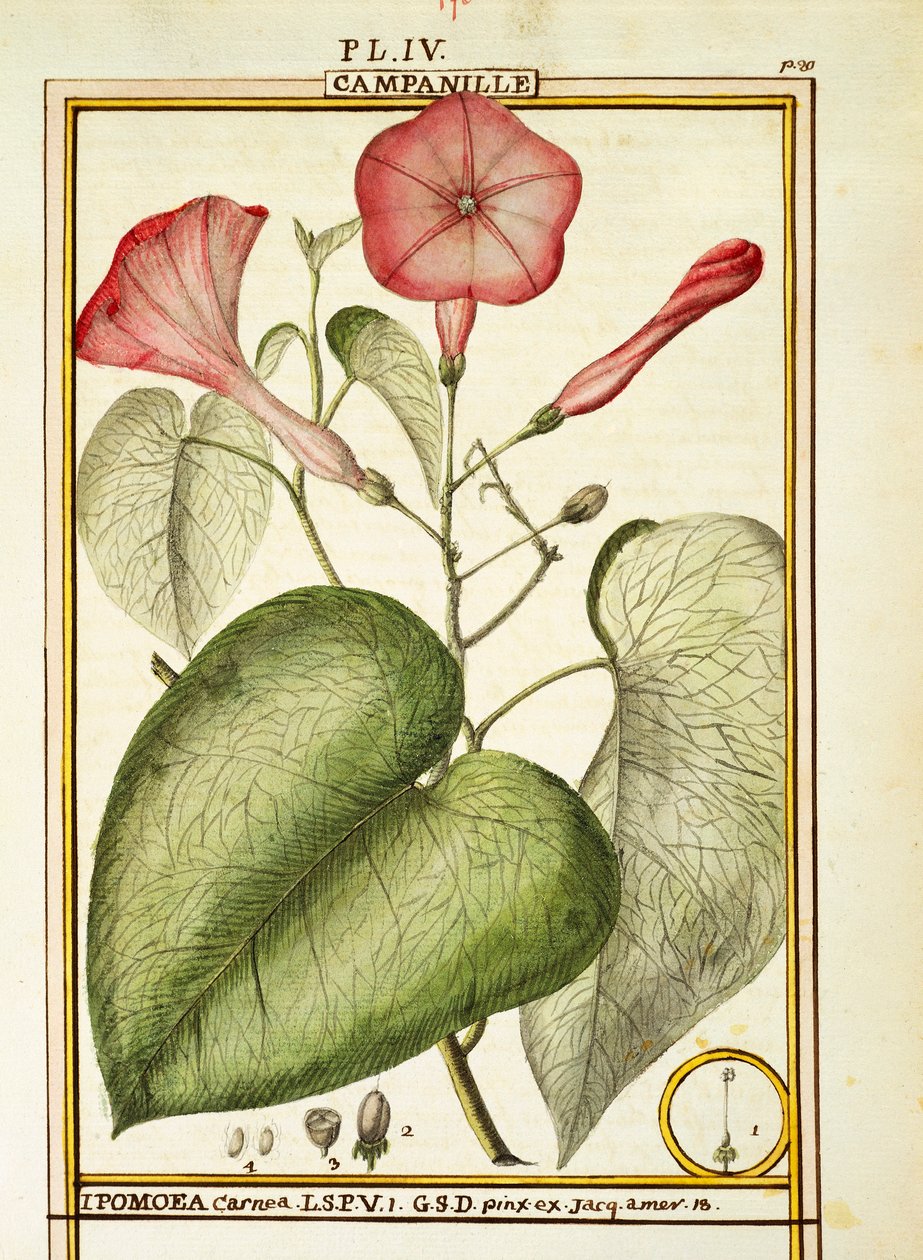 Gloria de la mañana rosa (Ipomoea Carnea), acuarela por Delahaye de Delahaye Delahaye