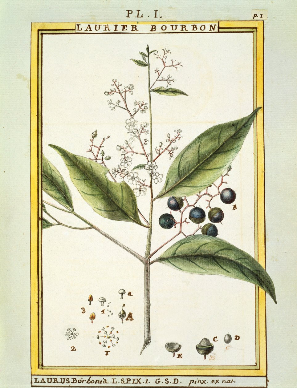 Laurel rojo (Laurus borbonia o Persea carolinensis), acuarela por Delahaye de Delahaye Delahaye