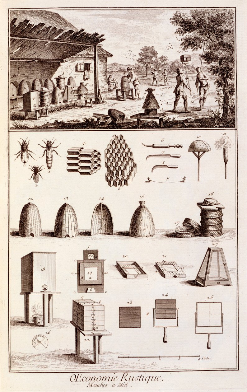 Apicultura, del 