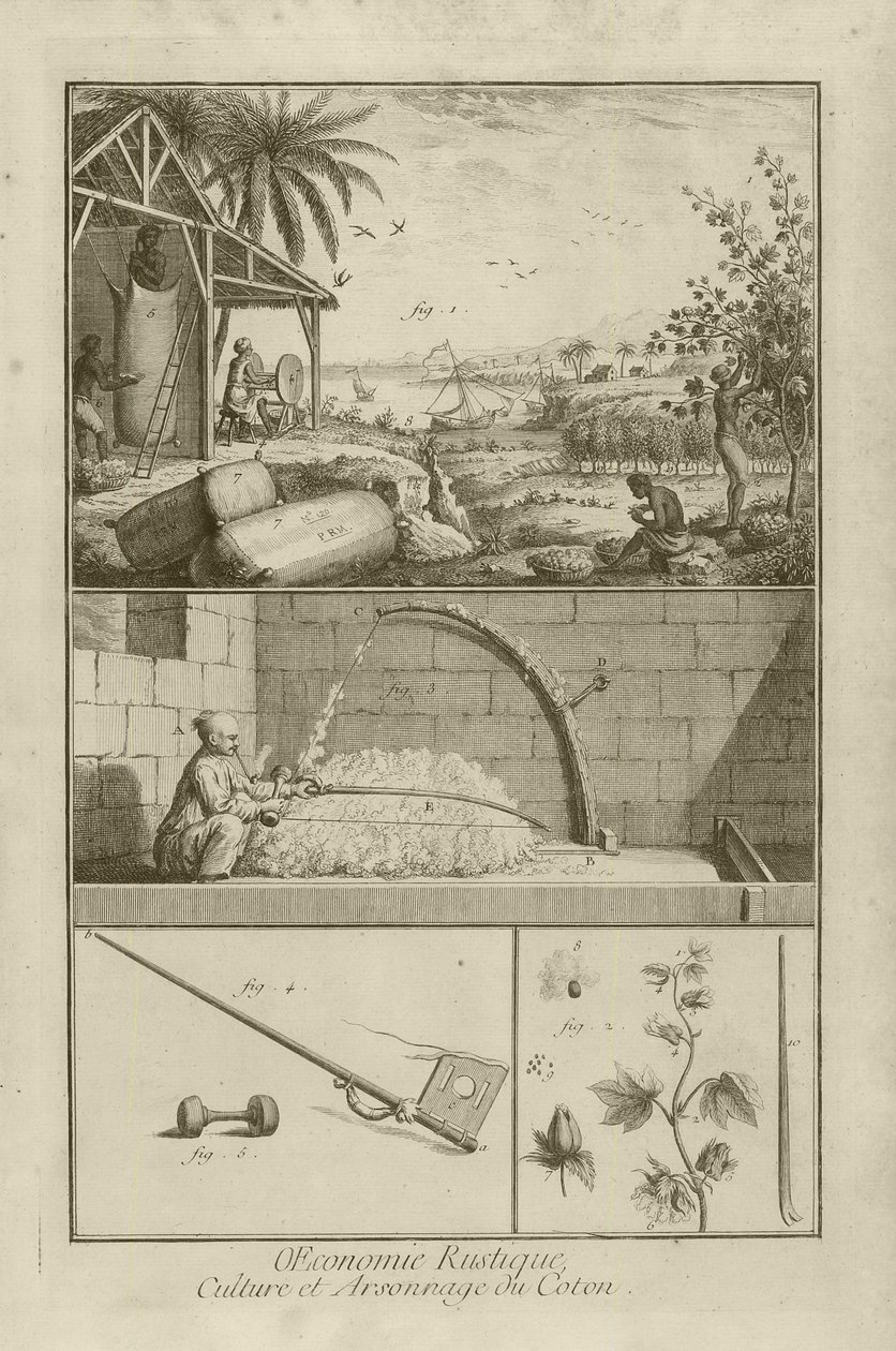 Campo de algodón en América; Trillando con un arco; Planta de algodón, 1762 de Denis Diderot