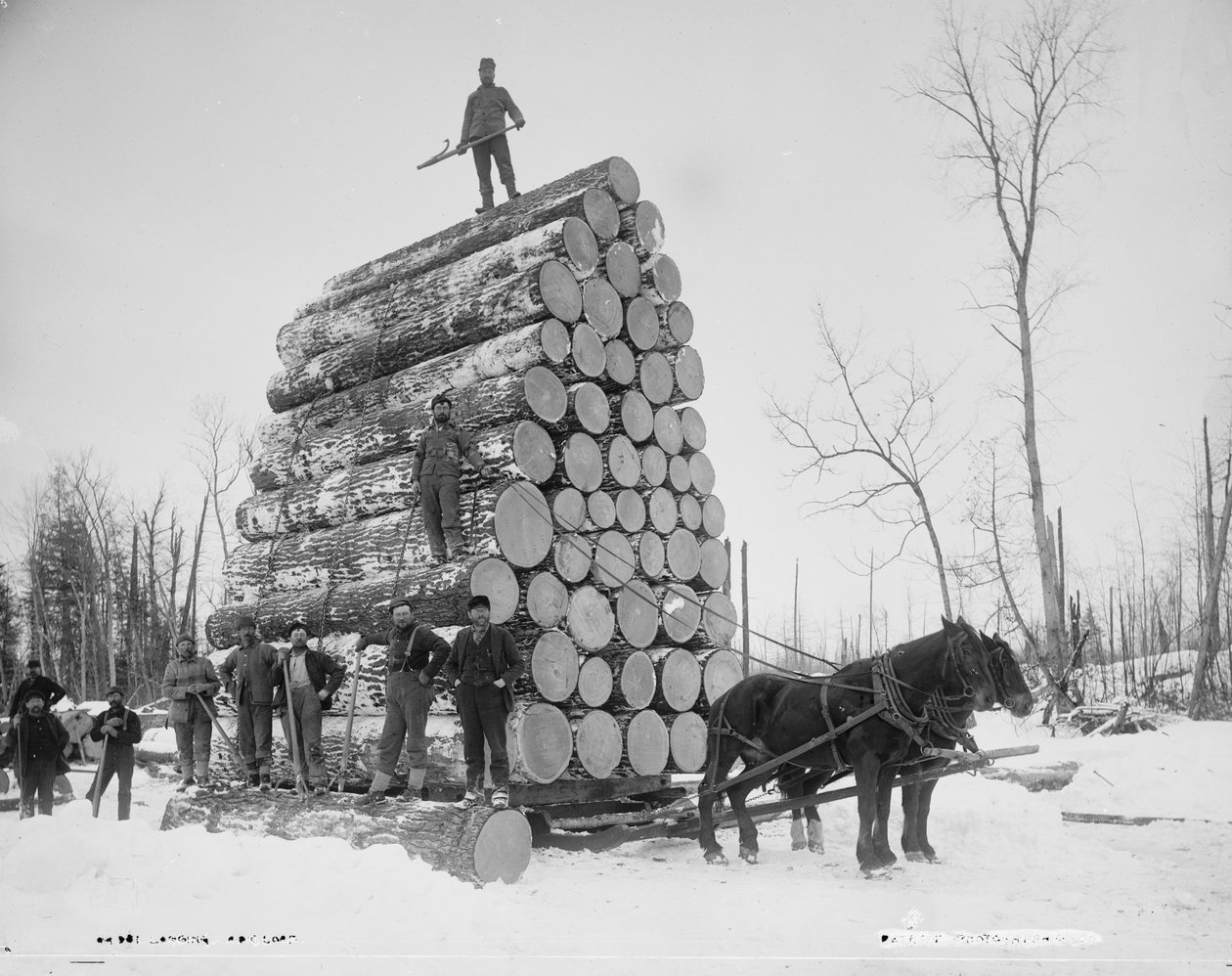 Cargando un gran tronco, Michigan, c.1880-99 de Detroit Publishing Co.