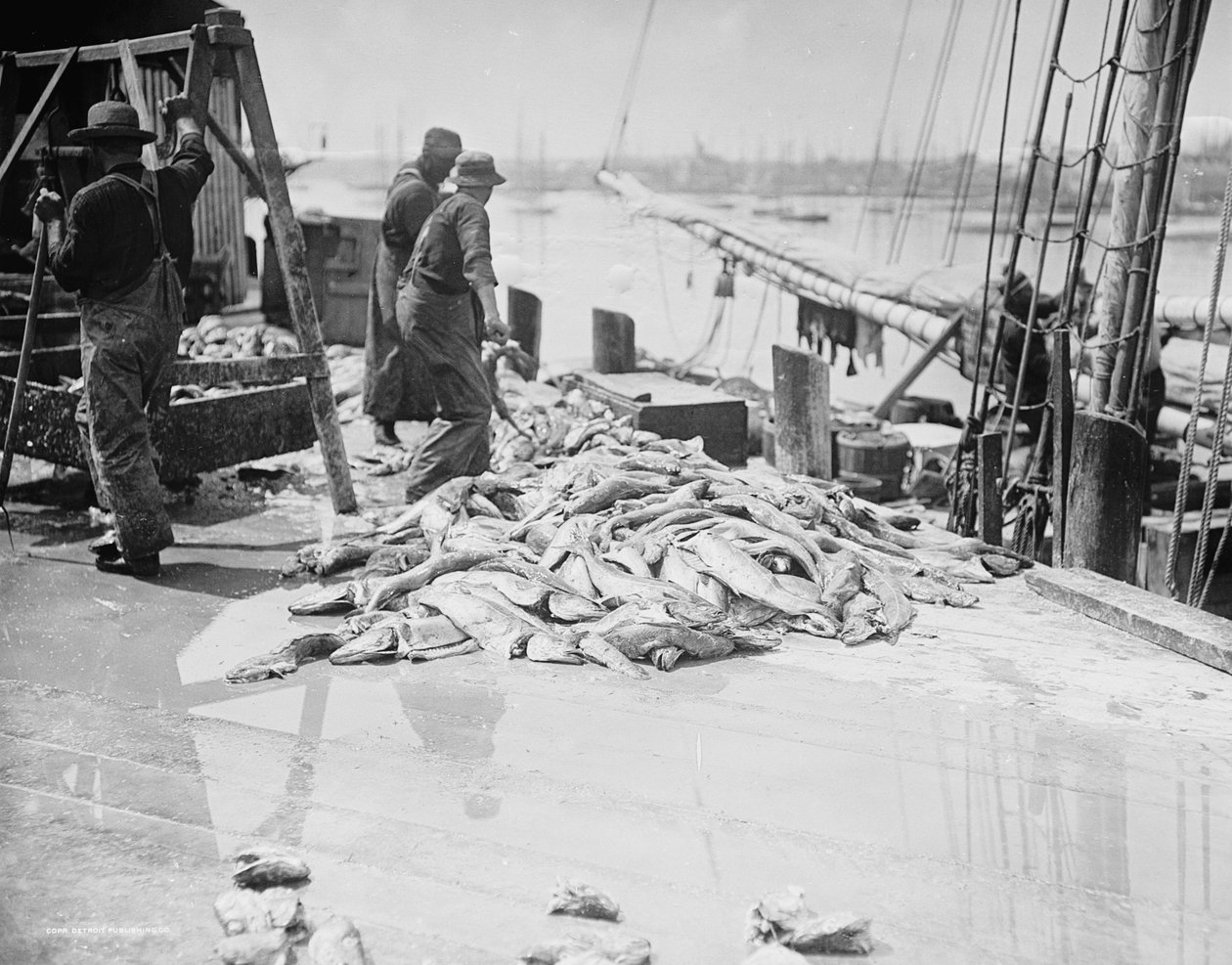 Descargando bacalao de Gorton, Gloucester, Massachusetts, c.1905 de Detroit Publishing Co.