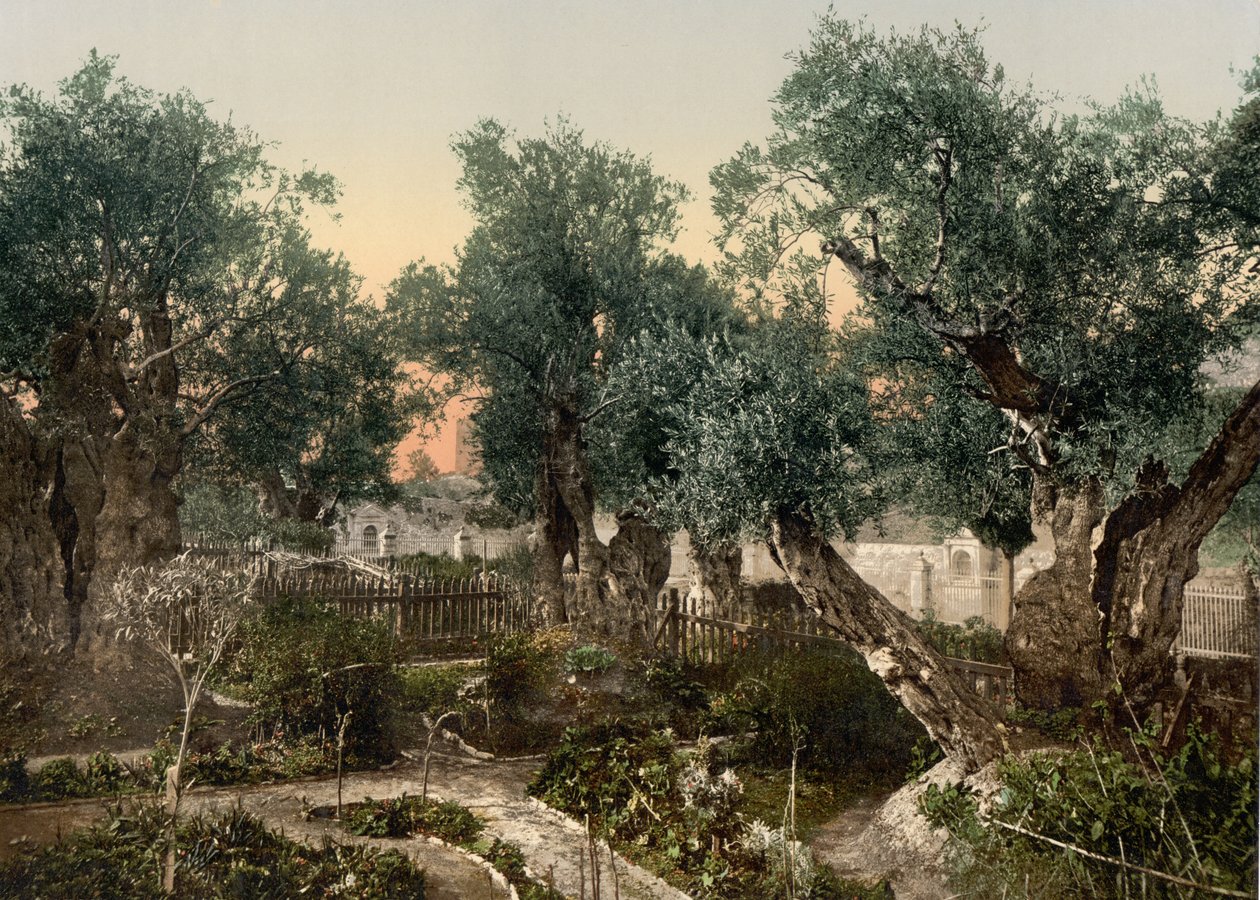 Jardín de Getsemaní, Jerusalén, Tierra Santa, c.1890-c.1900 (impresión fotocromática) de Detroit Photographic Co.