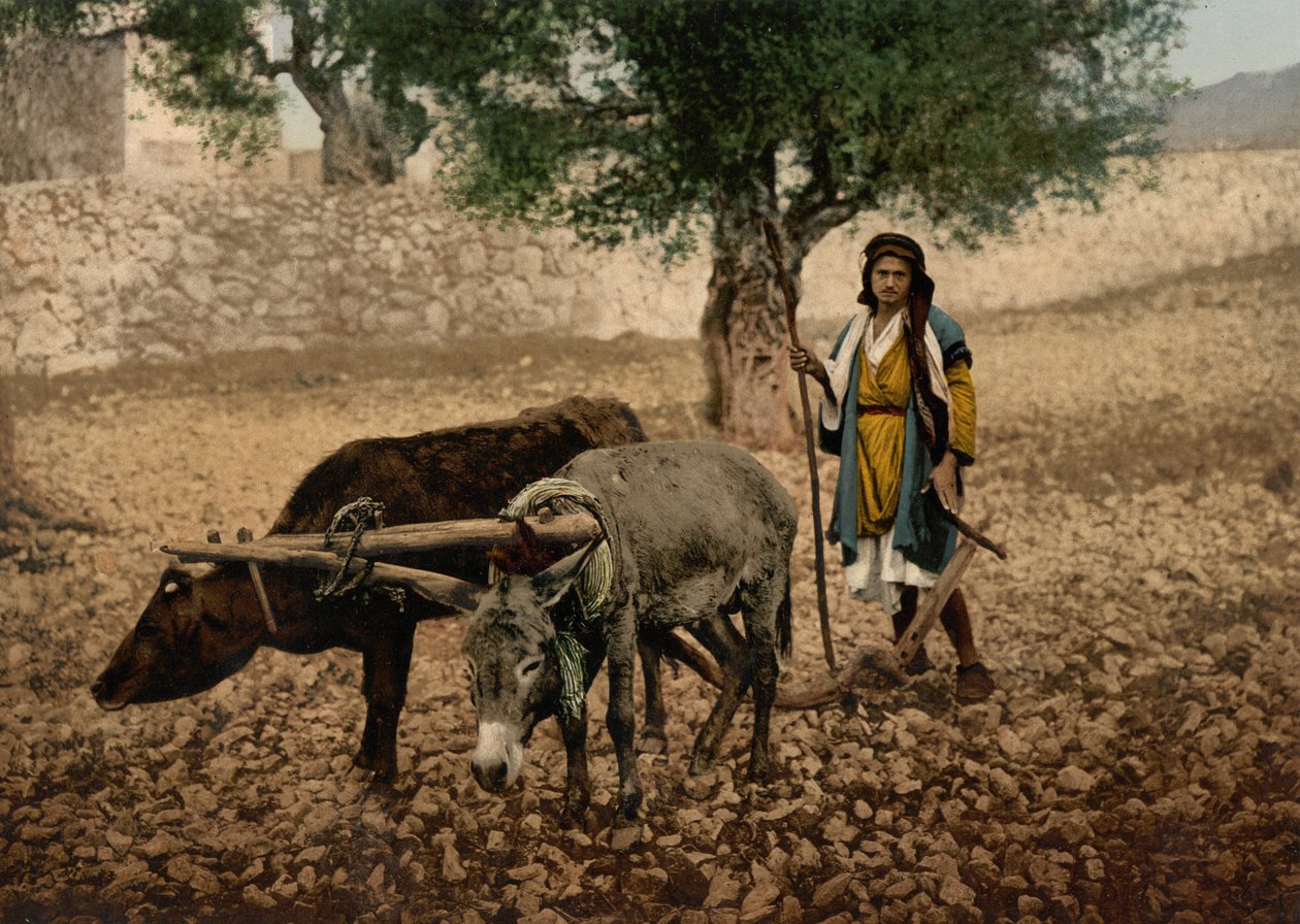 Nativo de Palestina trabajando con un buey y un asno, Tierra Santa, c.1890-c.1900 (impresión fotocromática) de Detroit Photographic Co.