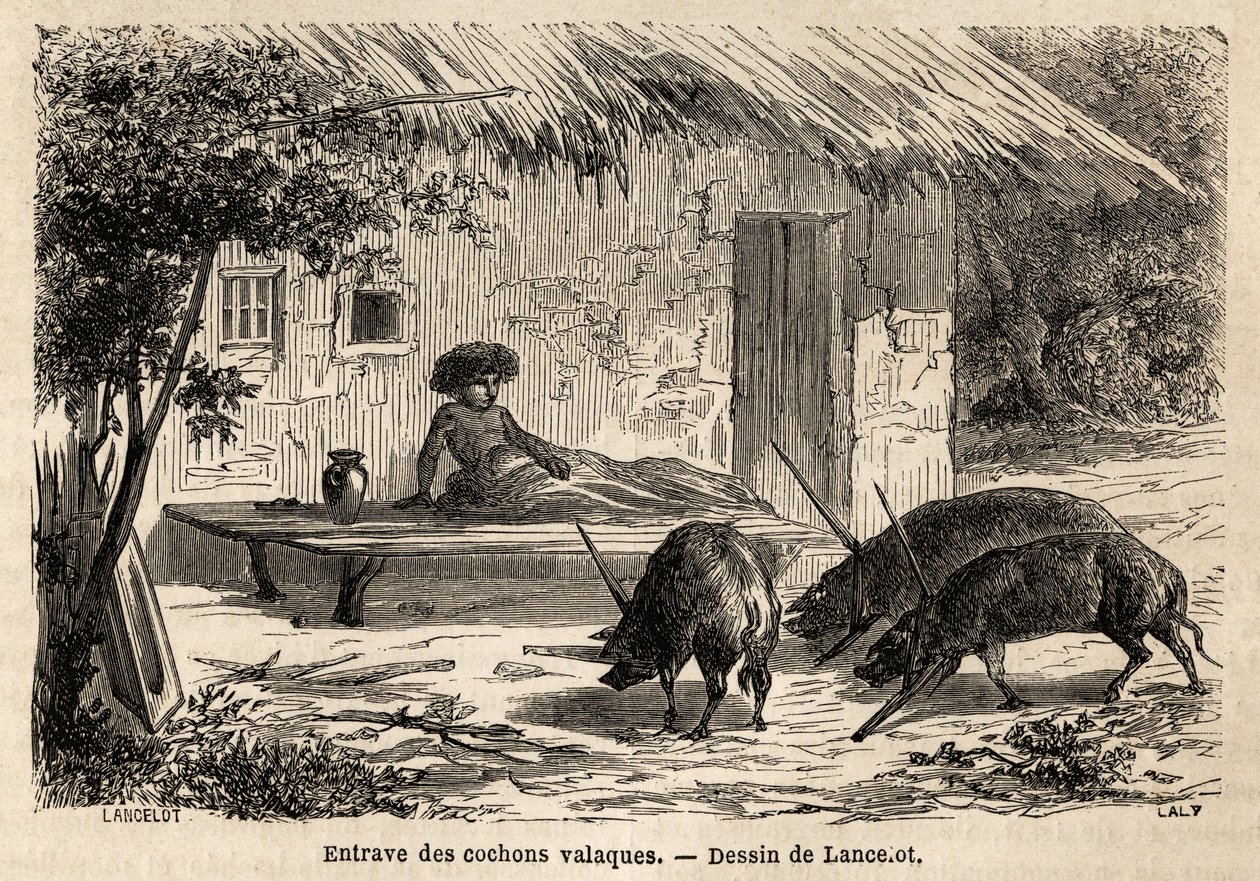 Obstrucciones de las extremidades anteriores, así inmovilizadas, de cerdos valacos, en Rumania. Grabado para ilustrar el viaje de París a Bucarest, por Lancelot, dibujante, en 1860, publicado en “Le tour du monde, nouveau journal des voyages”, bajo la dire de Dieudonne Auguste Lancelot