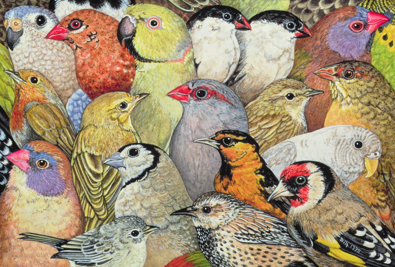 Pájaros de Retazos de Ditz