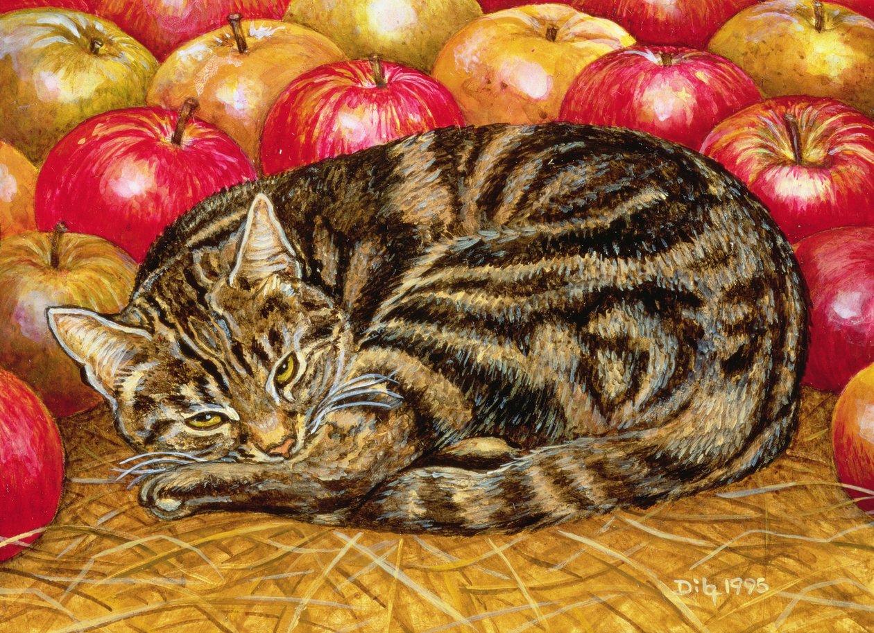 Manzana-Gato Diestro de Ditz
