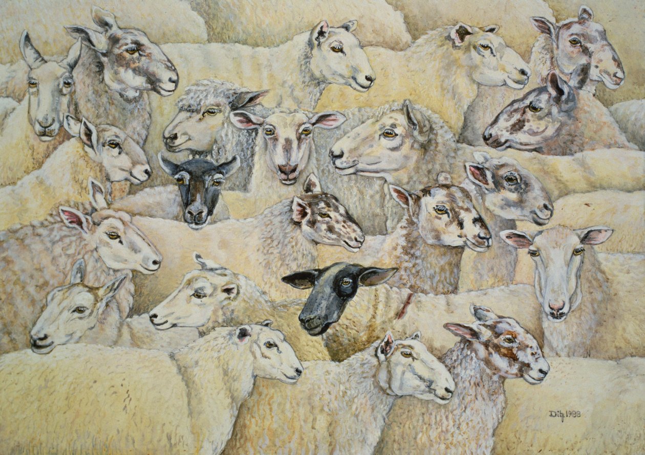 Oveja-manta de Ditz