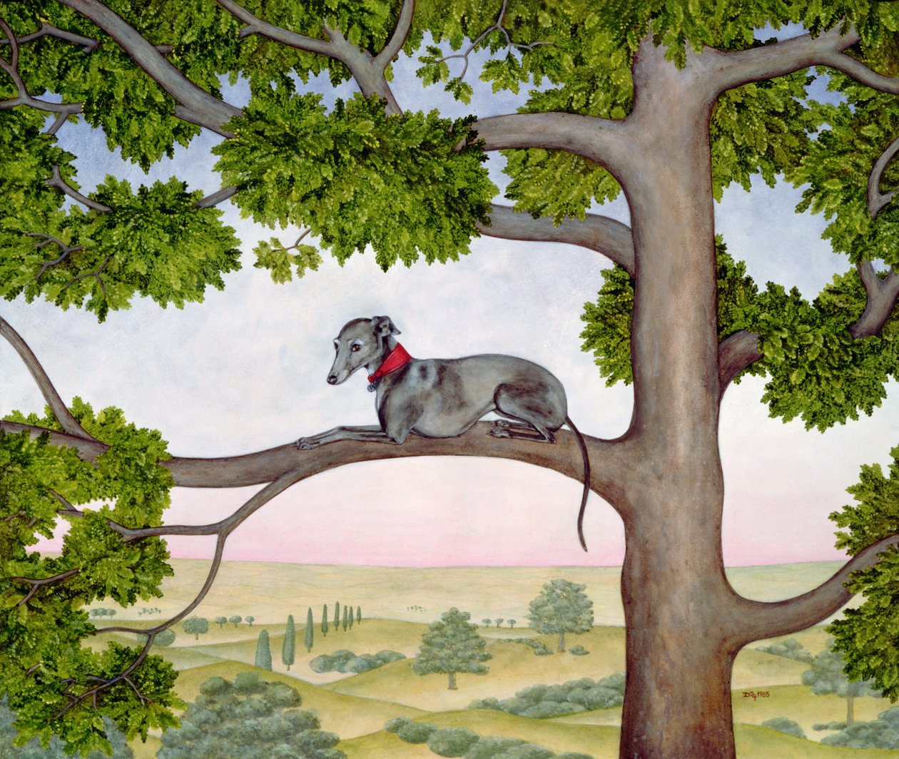 El Galgo del Árbol de Ditz