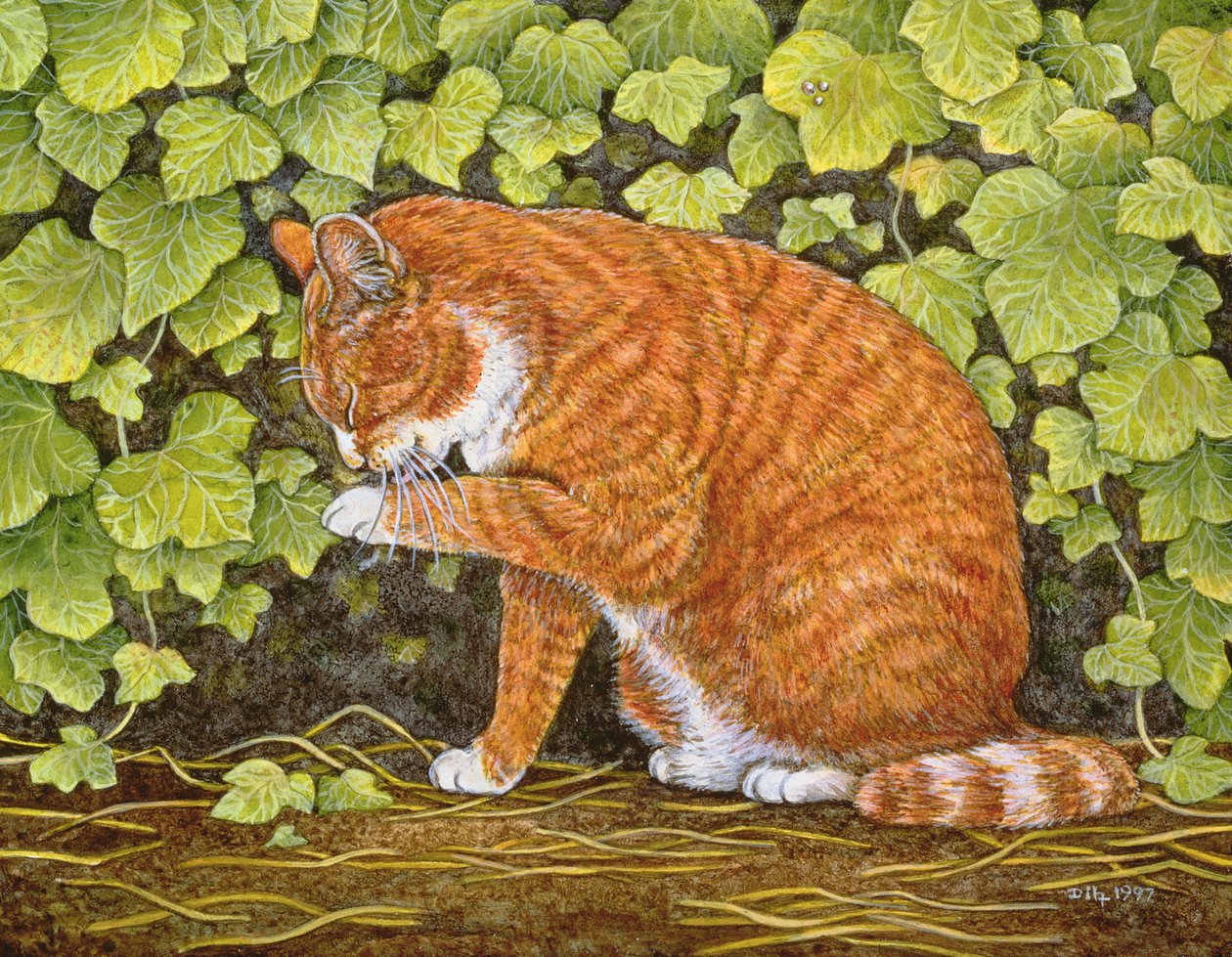 Día de lavado, 1996 de Ditz