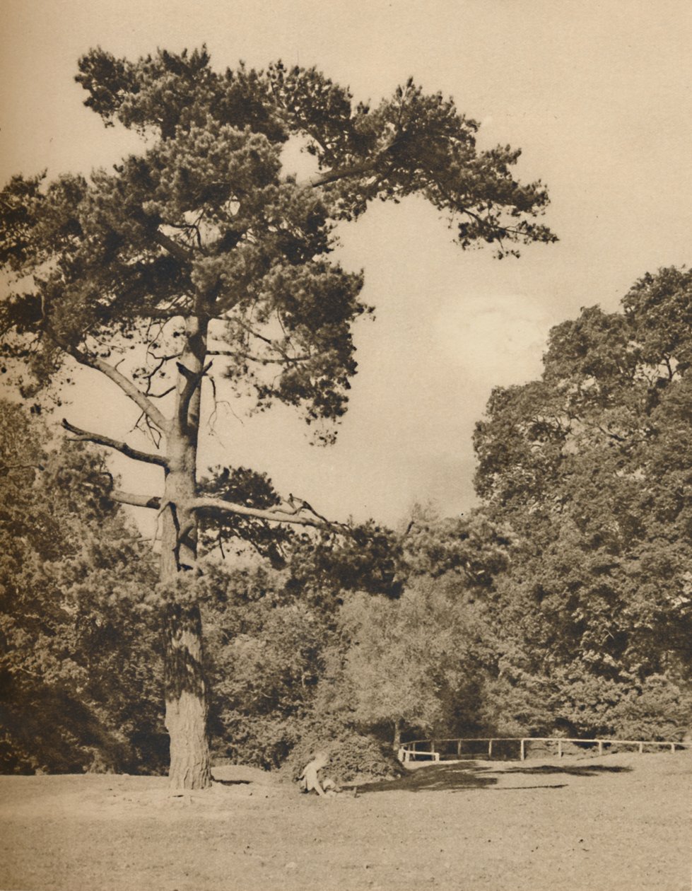 En Hadley Woods, Resto del antiguo bosque real de caza de Enfield Chase, c1935 de Donald McLeish