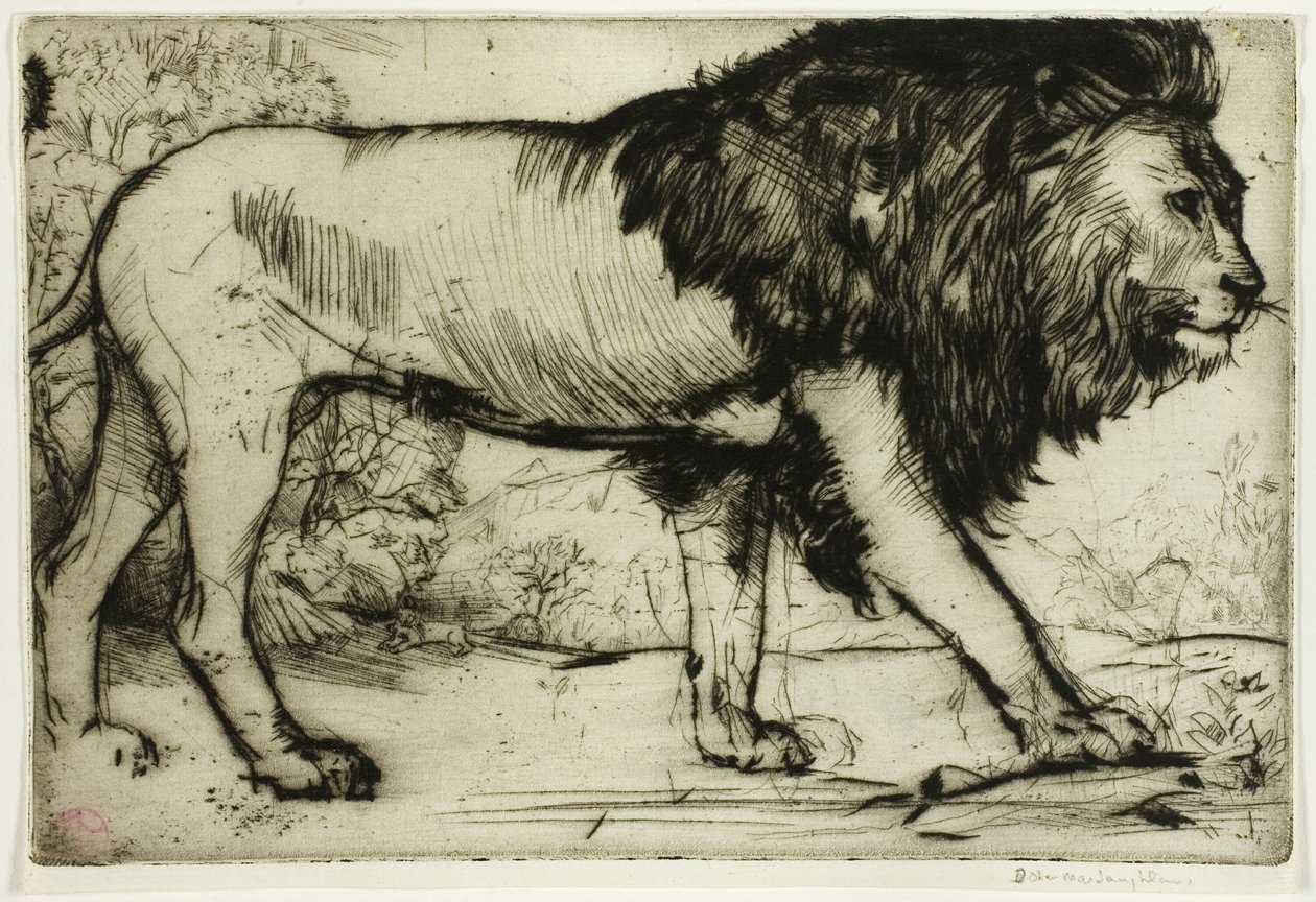 Un león de Donald Shaw MacLaughlan