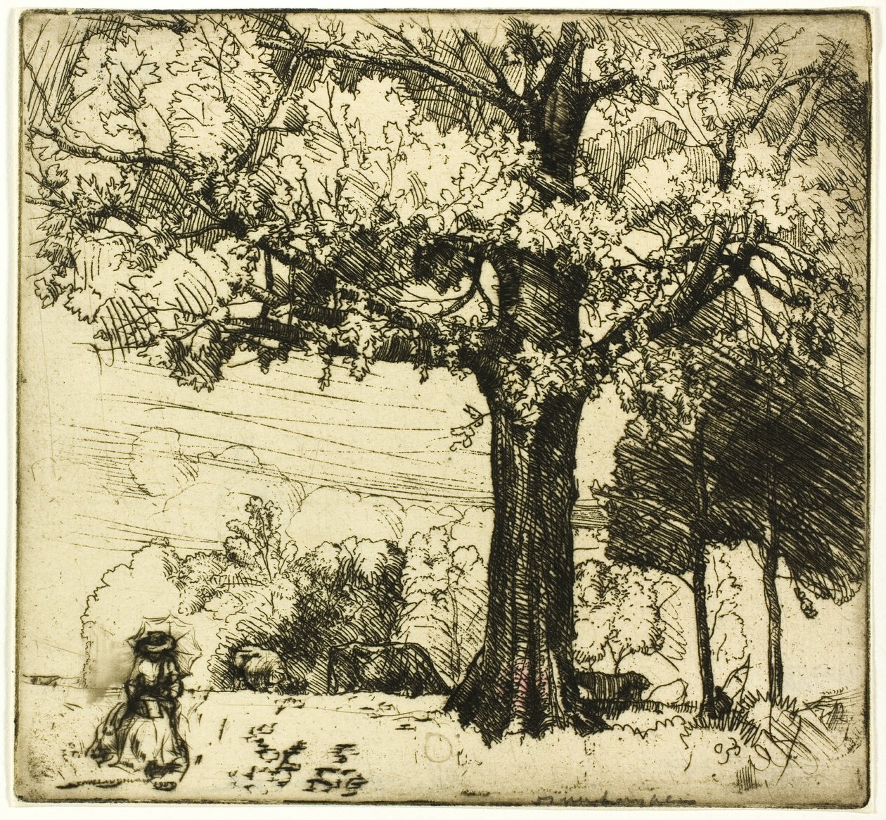 El gran roble de Donald Shaw MacLaughlan