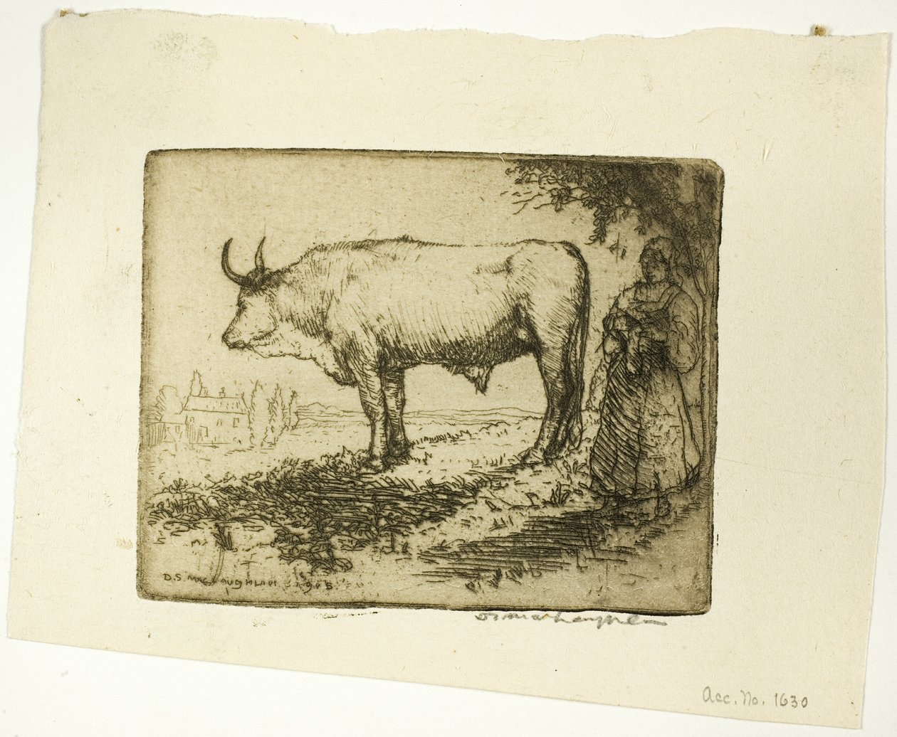 El buey blanco de Donald Shaw MacLaughlan