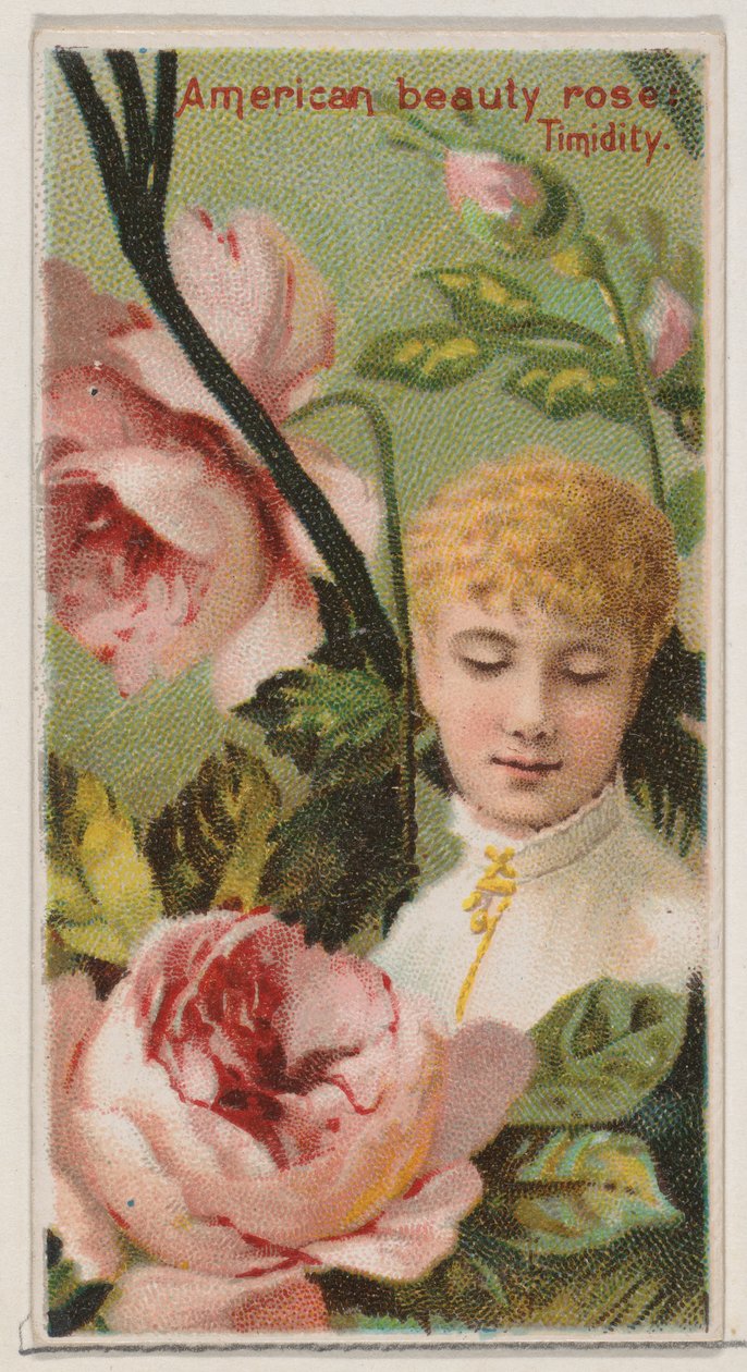 Rosa Belleza Americana: Timidez, de la serie Bellezas Florales y Lenguaje de las Flores de Donaldson Brothers