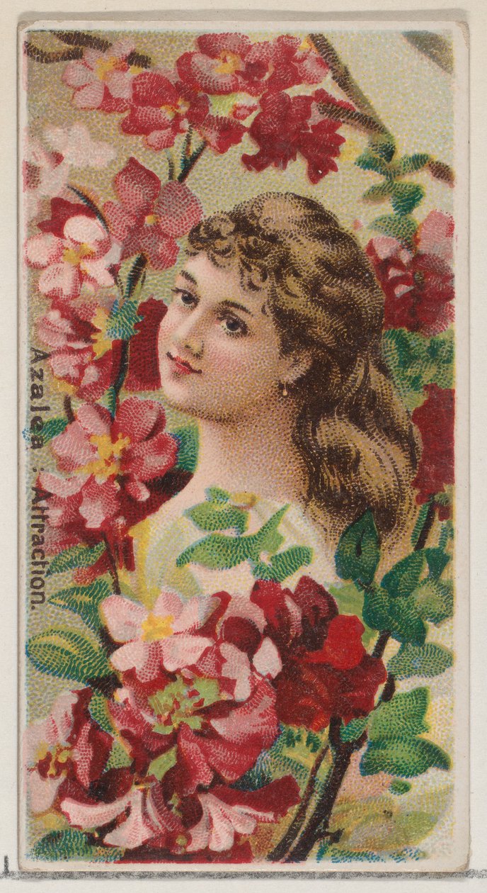 Azalea: Atracción, de la serie Bellezas Florales y Lenguaje de las Flores N75 para Duke..., 1892 de Donaldson Brothers