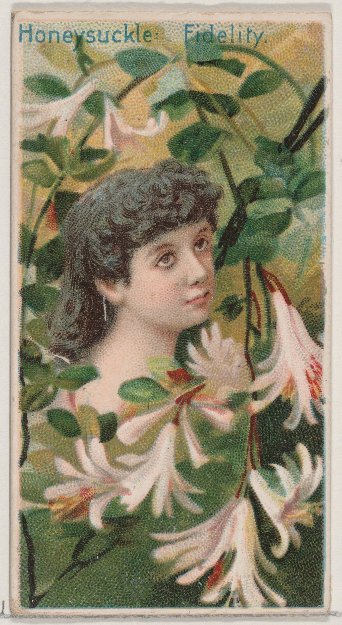Madreselva: Fidelidad, de la serie Bellezas Florales y Lenguaje de las Flores N75 para D..., 1892 de Donaldson Brothers