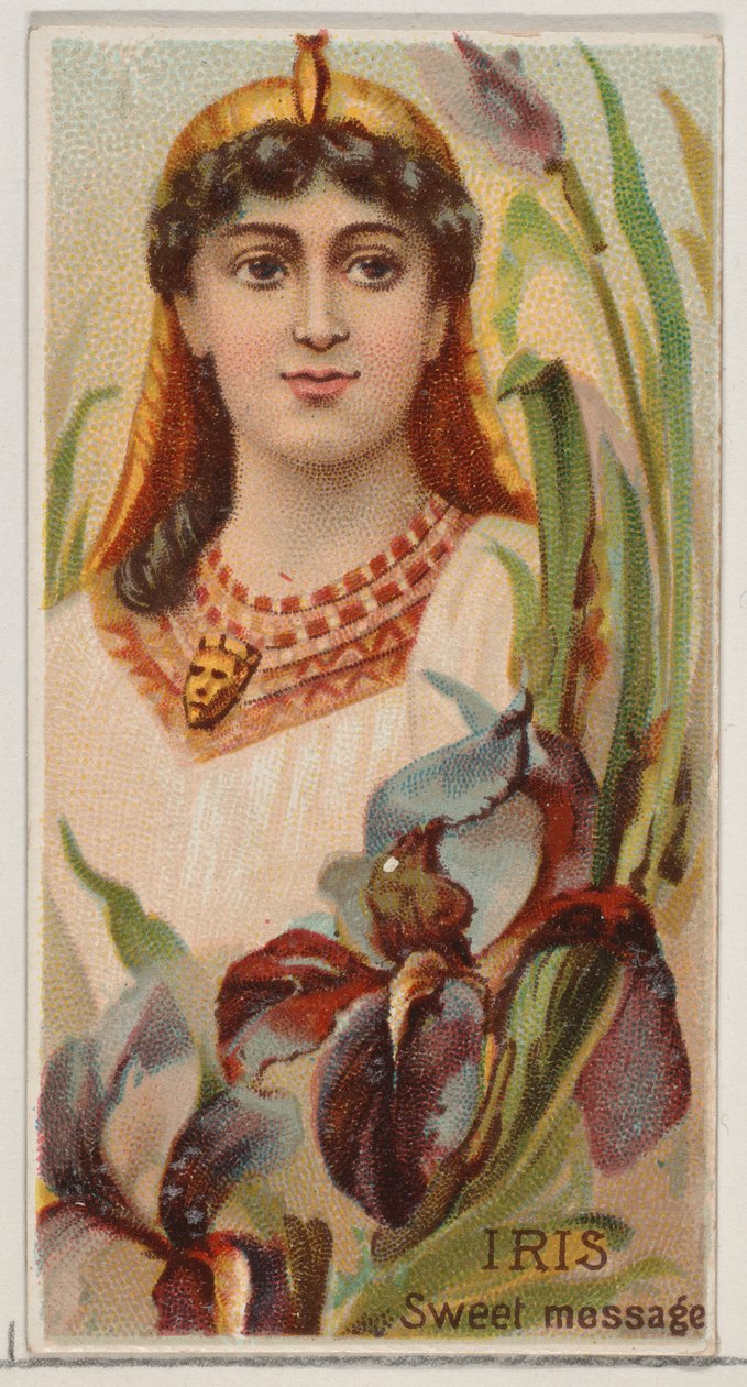 Iris: Dulce mensaje, de la serie Bellezas florales y lenguaje de las flores N75 para Duk..., 1892 de Donaldson Brothers