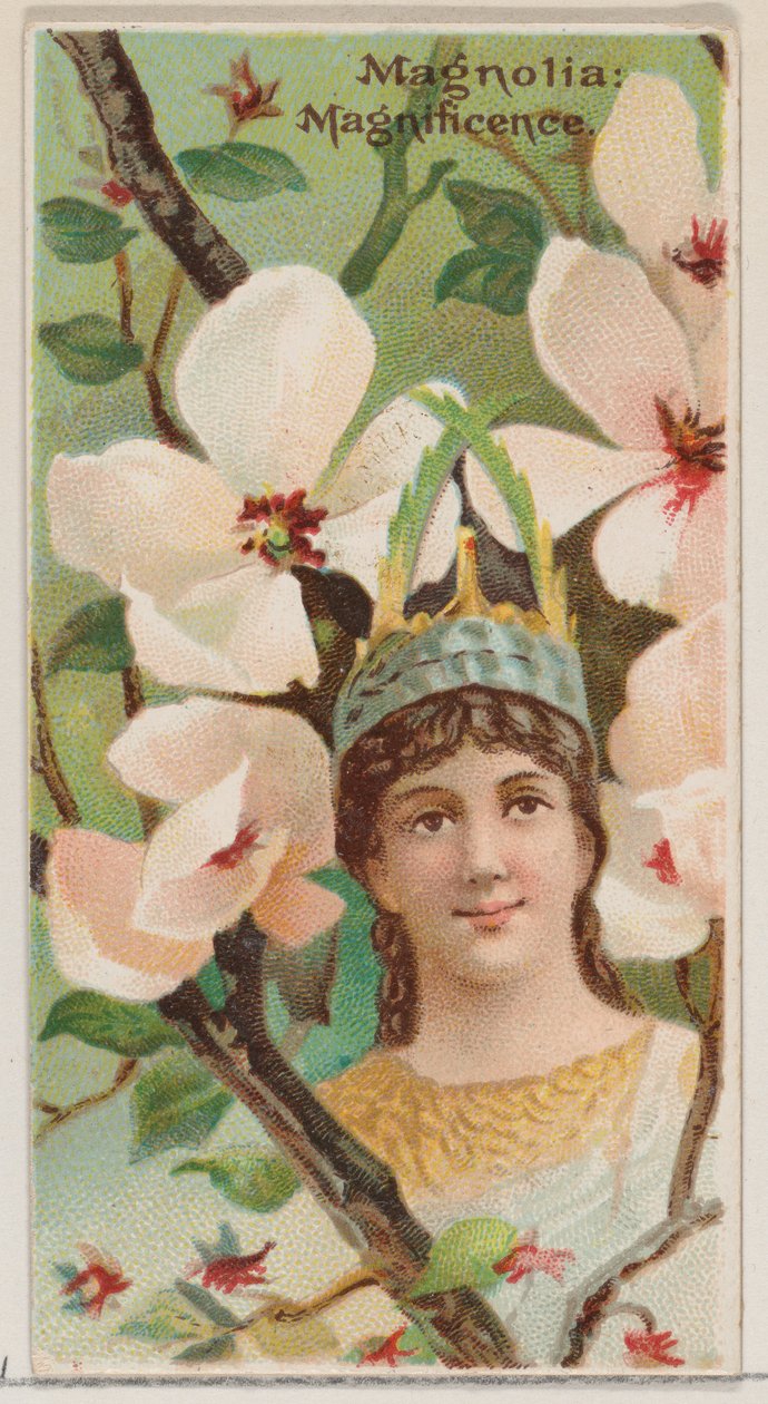 Magnolia: Magnificencia, de la serie Bellezas Florales y Lenguaje de las Flores N75 para..., 1892 de Donaldson Brothers