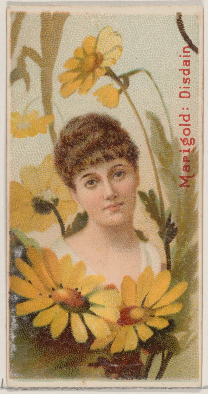 Caléndula: Desdén, de la serie Bellezas florales y lenguaje de las flores N75 para Duke... de Donaldson Brothers