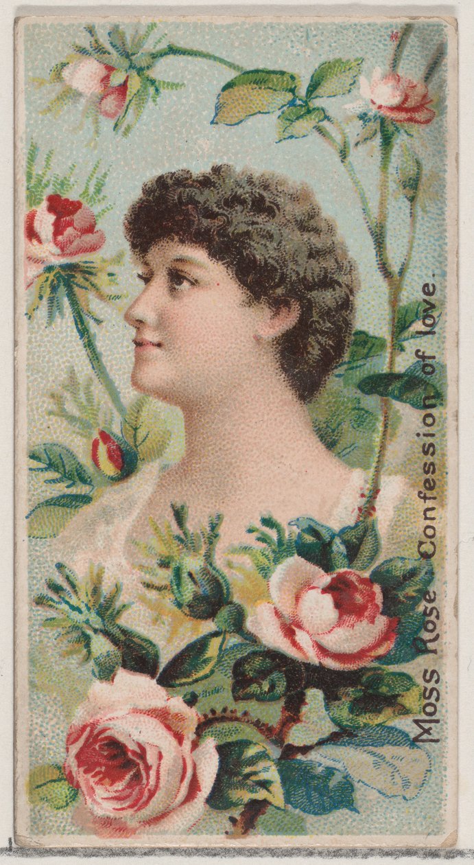 Rosa musgosa: Confesión de amor, de la serie Bellezas florales y lenguaje de las flores N7..., 1892 de Donaldson Brothers