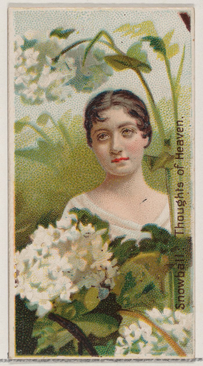 Bola de Nieve: Pensamientos del Cielo, de la serie Bellezas Florales y Lenguaje de las Flores N75 de Donaldson Brothers