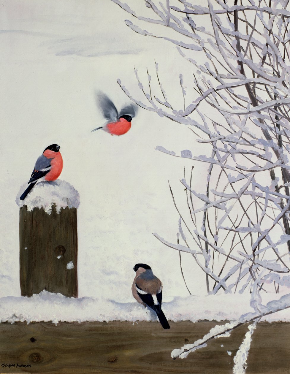 Camachuelos en una valla nevada de Douglas Anderson