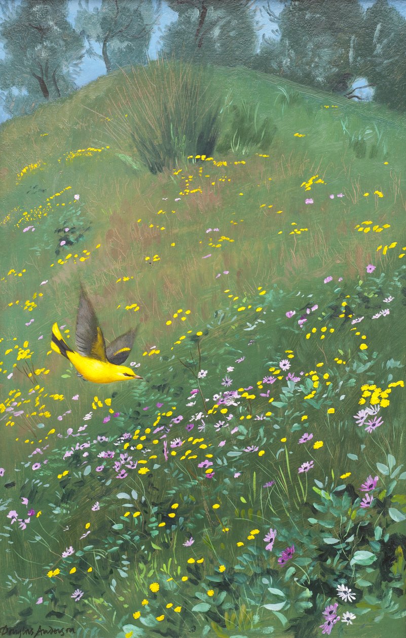 Oriel dorado en flores de primavera de Douglas Anderson