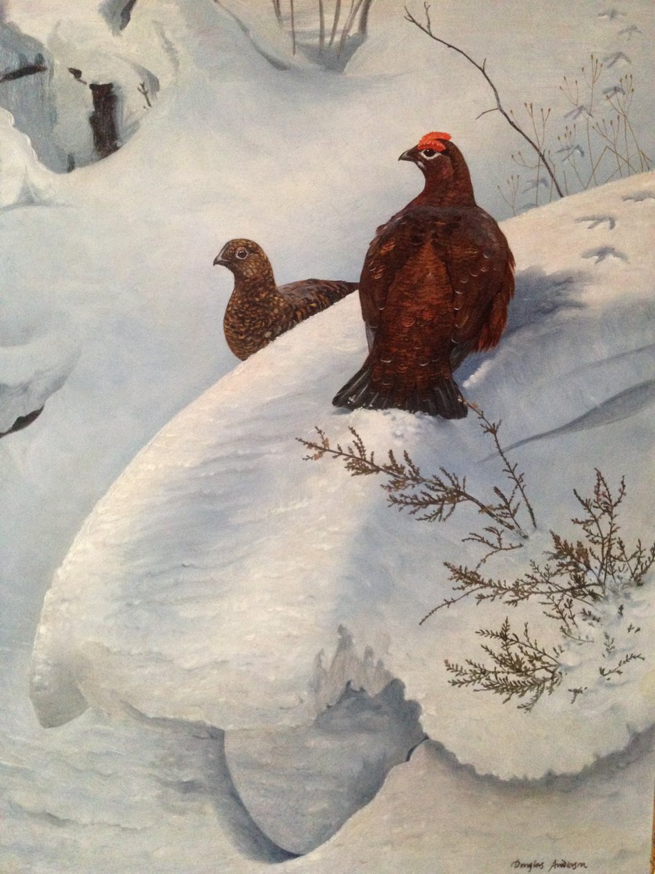 Urogallo en la nieve, c.1985 (óleo sobre lienzo) de Douglas Anderson