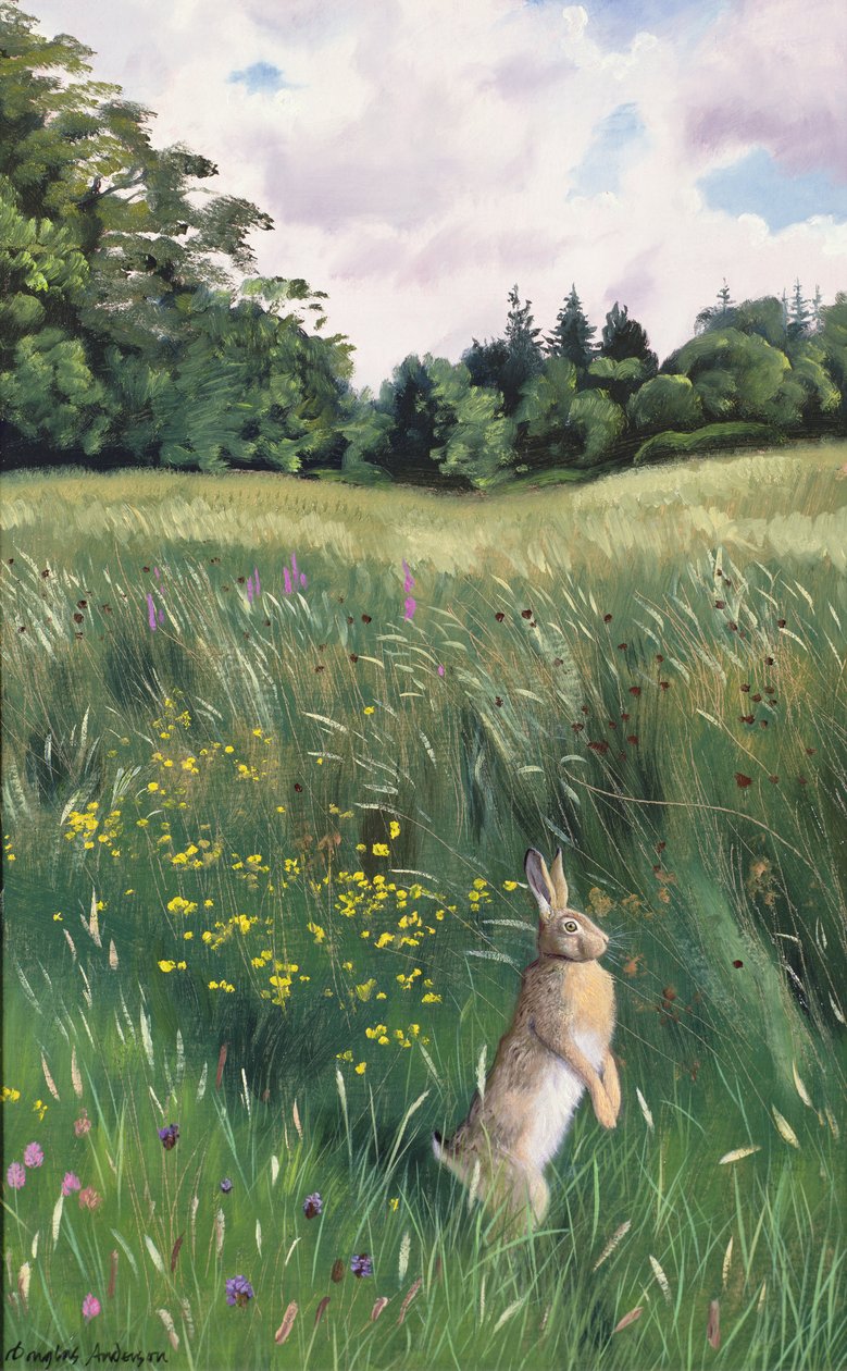 Liebre en un prado de Douglas Anderson