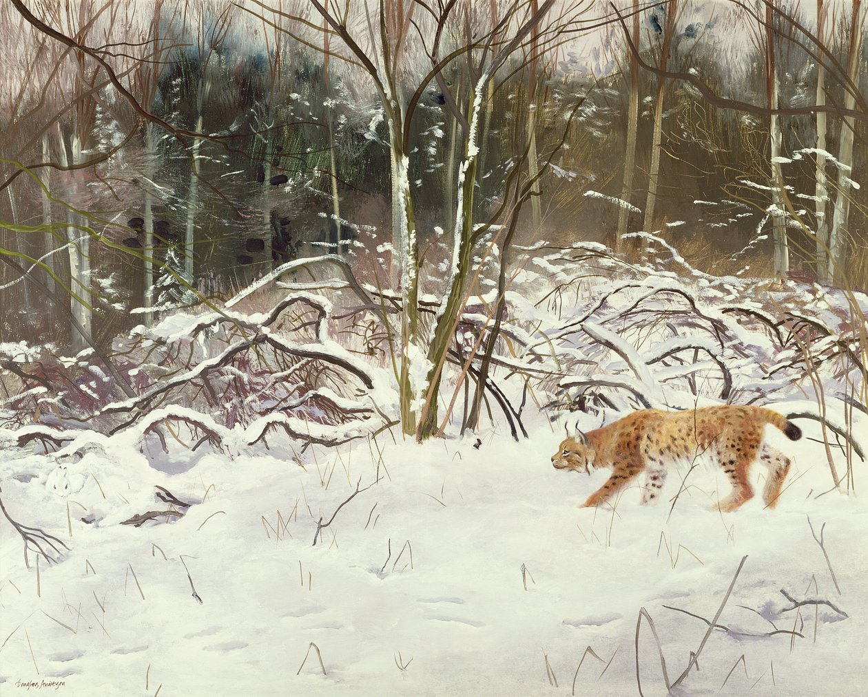 Lince y liebre de Douglas Anderson