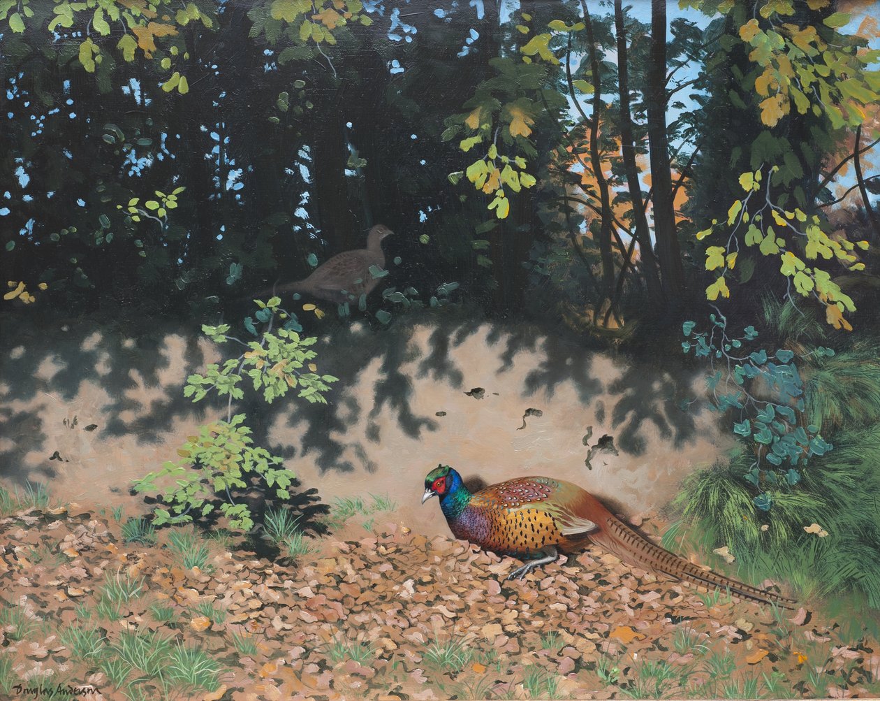 Faisán espolvoreando al sol de otoño, 2000 (óleo sobre tabla) de Douglas Anderson