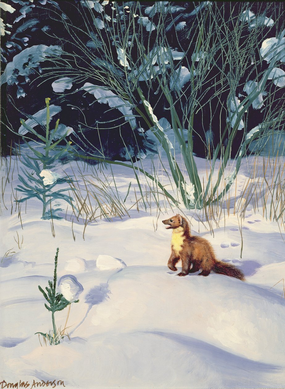 Martas del pino en la nieve de Douglas Anderson