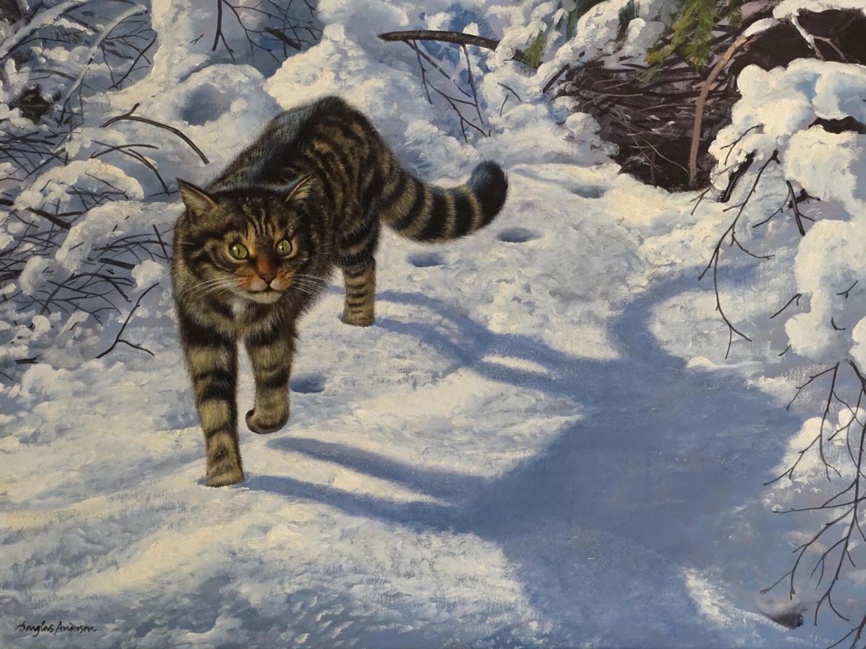 Gato montés escocés (óleo sobre lienzo) de Douglas Anderson