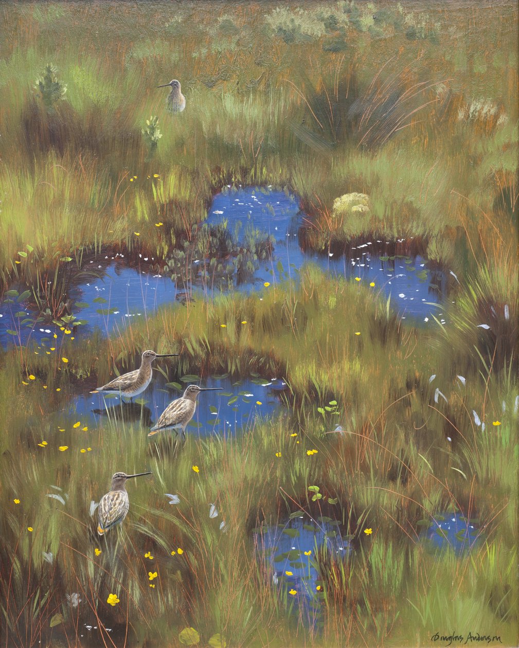 Agachadiza en pantano de Douglas Anderson