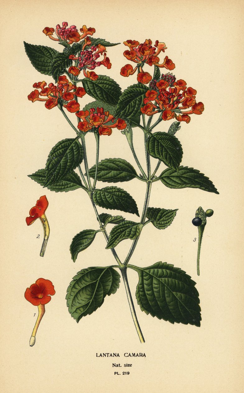 Salvia grande, ghaneri o tickberry, Lantana camara. Cromolitografía de una ilustración de Desire Bois de Edward Step