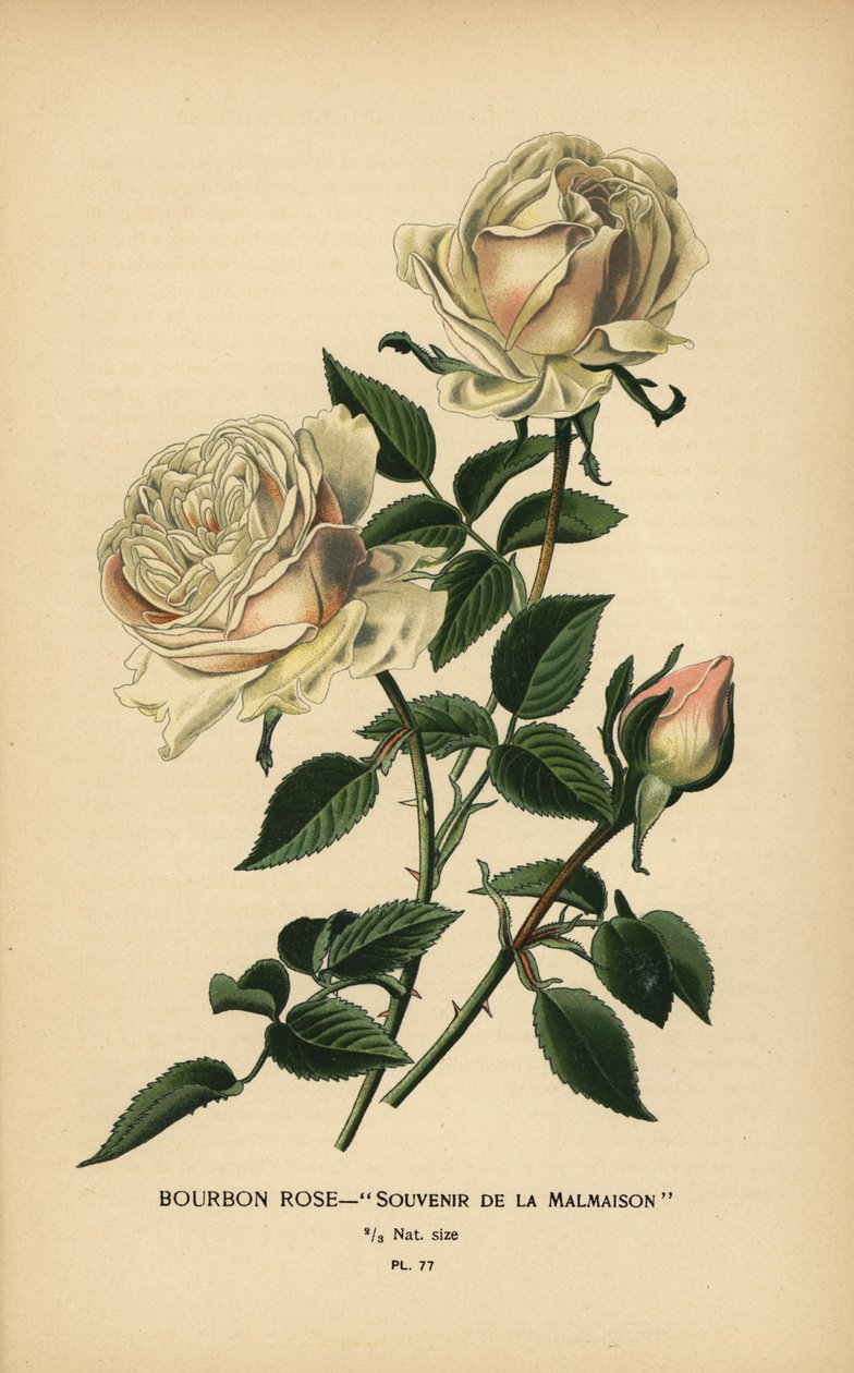 Bourbon rose, Souvenir de la Malmasion. de Désiré Georges Jean Marie Bois
