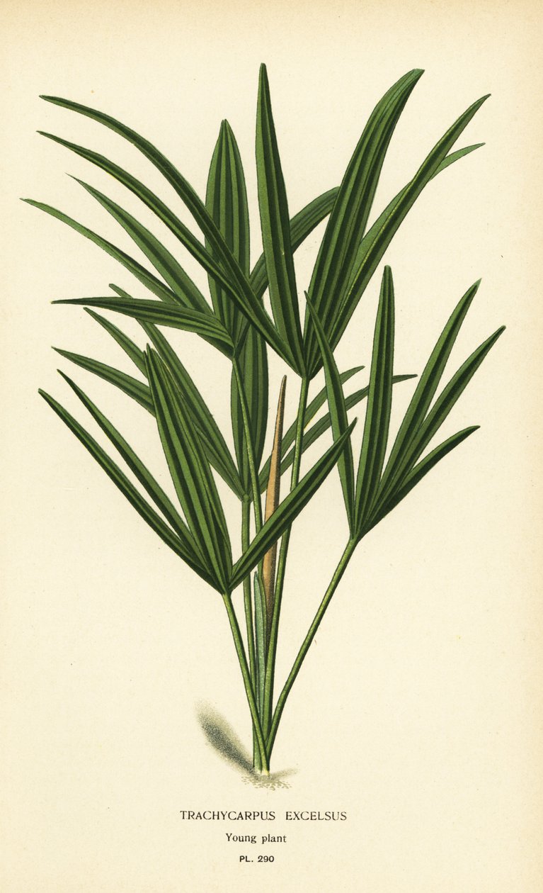 Palmera de hoja ancha o palmera de bambú, Rhapis excelsa (Trachycarpus excelsus). Cromolitografía de una ilustración de Desire Bois de Edward Step