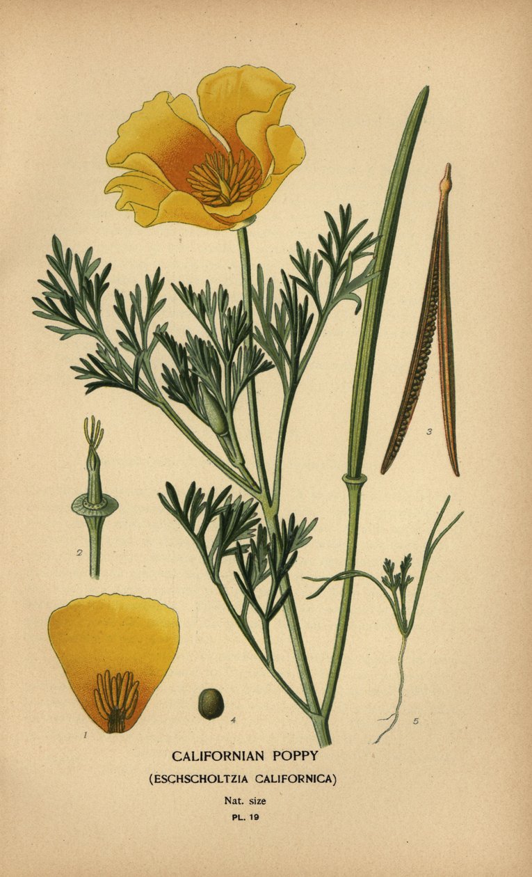 Amapola de California, Eschscholzia californica de Désiré Georges Jean Marie Bois