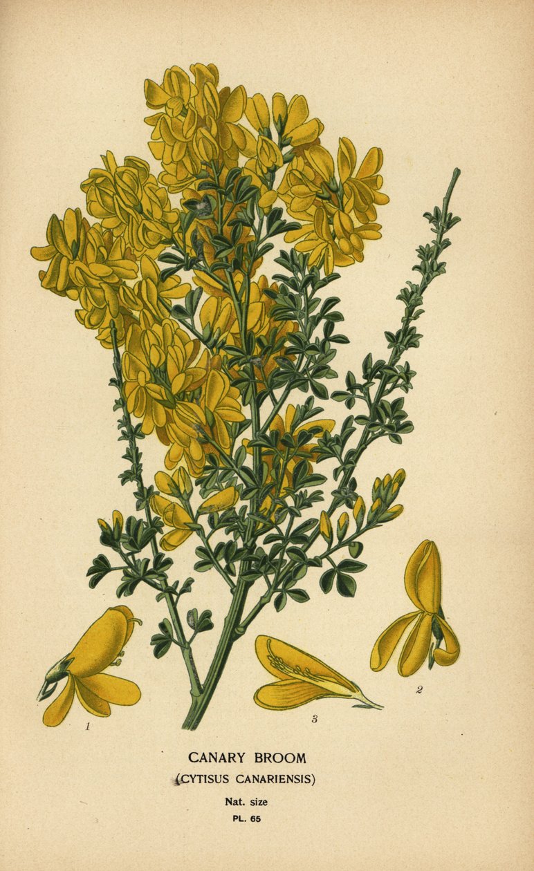 Escoba canaria, Genista canariensis. de Désiré Georges Jean Marie Bois