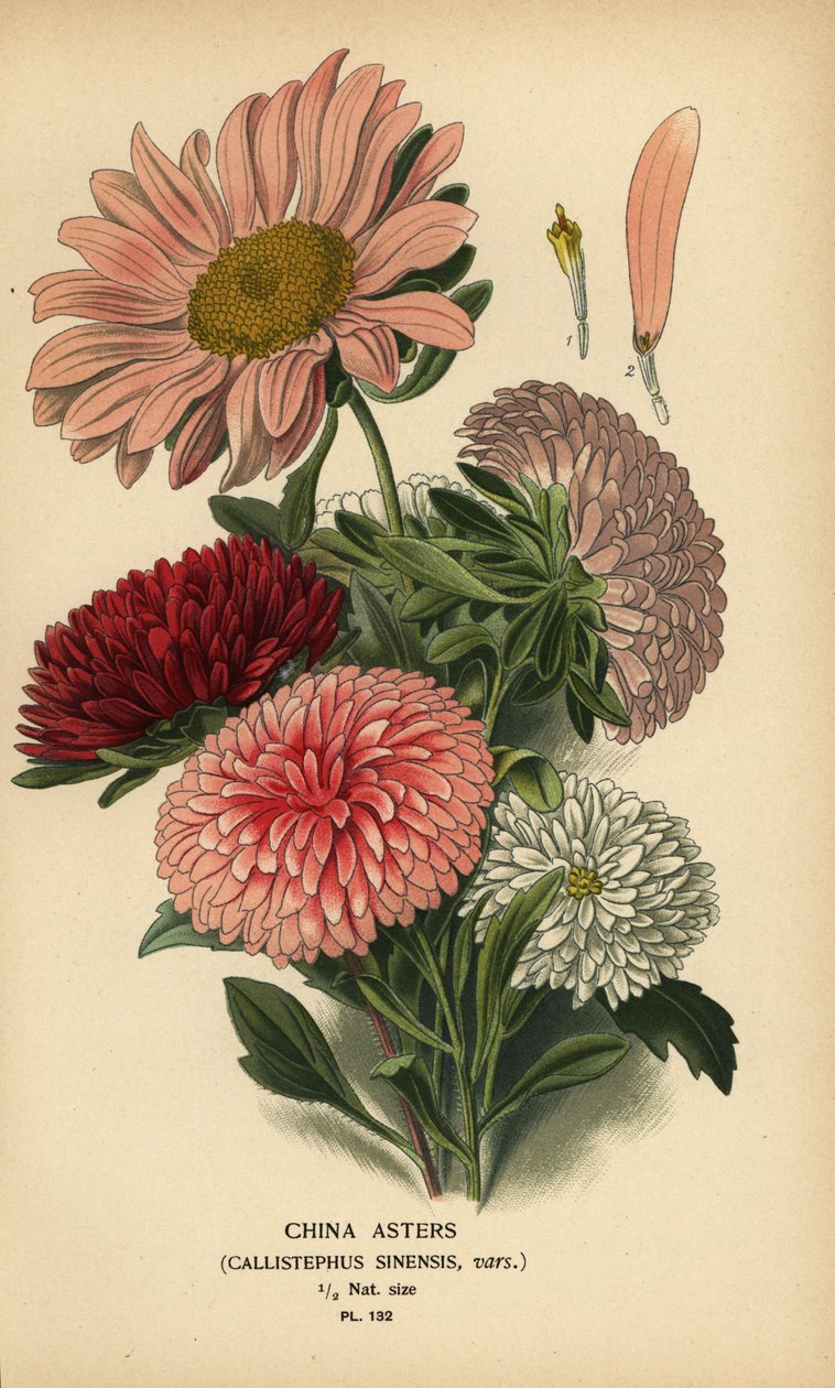 Variedades de áster de China, Callistephus x sinensis. de Désiré Georges Jean Marie Bois